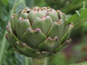 Kronärtskocka 'Romanesco'